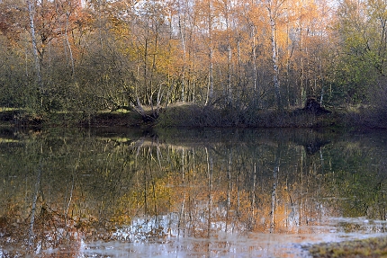 bodemven de moer 11-2019 0813